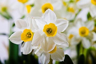 《信长之野望》系列多平台优惠促销 新旧作品在列